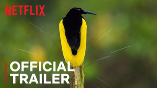 Trailer: Dancing With The Birds | Official Trailer | Netflix