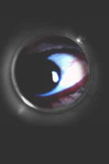 Poster de Curta O Olho Mágico (2006)