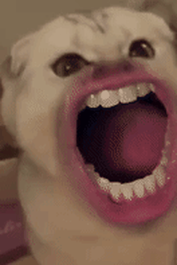  de Curta Meow (2015)