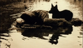 Stalker (1979) | Segundo Plano    