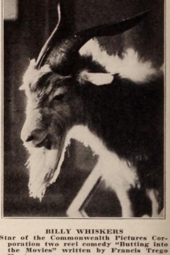 Poster de Curta Billy Whiskers (1920)