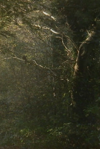 Poster 1 de Curta The Secluded Grove (2012)