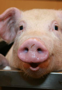 Espírito de Porco (Espírito de Porco)