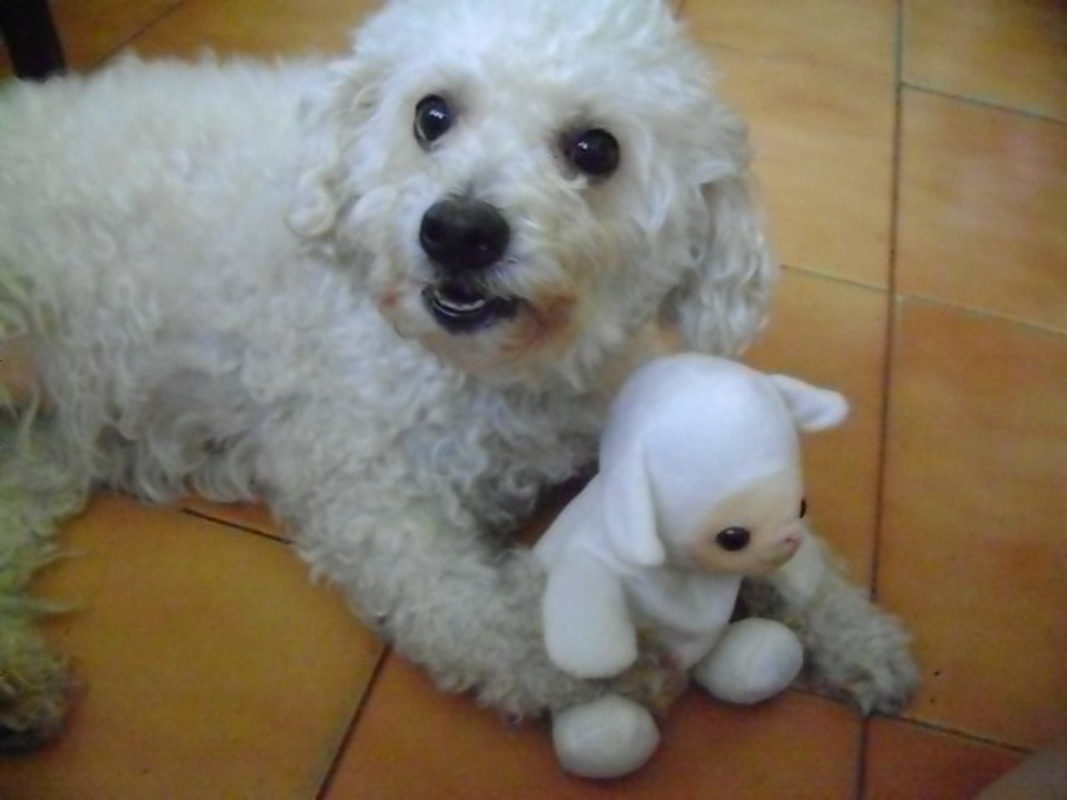 Bia - Foto 1