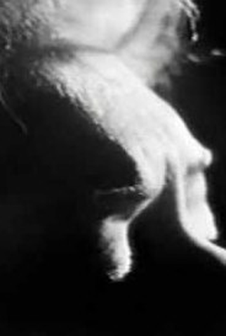 Poster 1 de Série Programa Ensaio - Marisa Gata Mansa (1973)