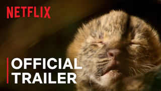 Trailer: Living with Leopards | Official Trailer | Netflix