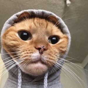 Foto de perfil de Fawx