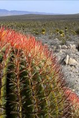Huicholes (Huicholes - The Last Peyote Guardians)