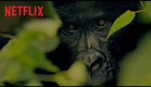 Virunga - Trailer Legendado - Netflix (HD)