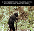 Planeta dos Macacos - A Origem - Chimpanzees Trained To Use Machetes