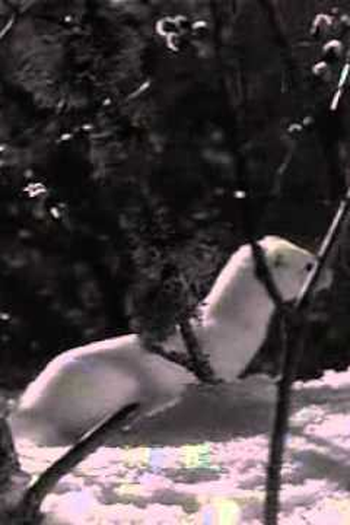 Poster de Curta A Divided World (1948)