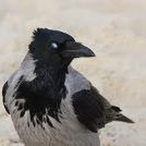 Foto de perfil de Undarksilas Midnightbat