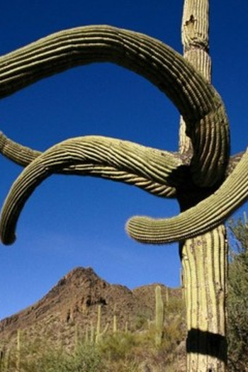 Poster de Episódio Saguaro (2016)