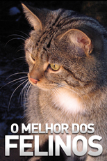 O Melhor dos Felinos (O Melhor dos Felinos)