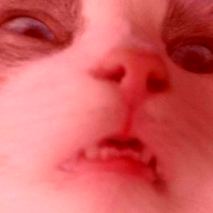 Foto de perfil de Angry Pink Cat