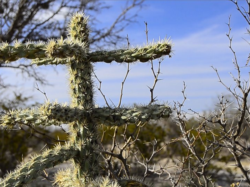 Foto 2 de Huicholes