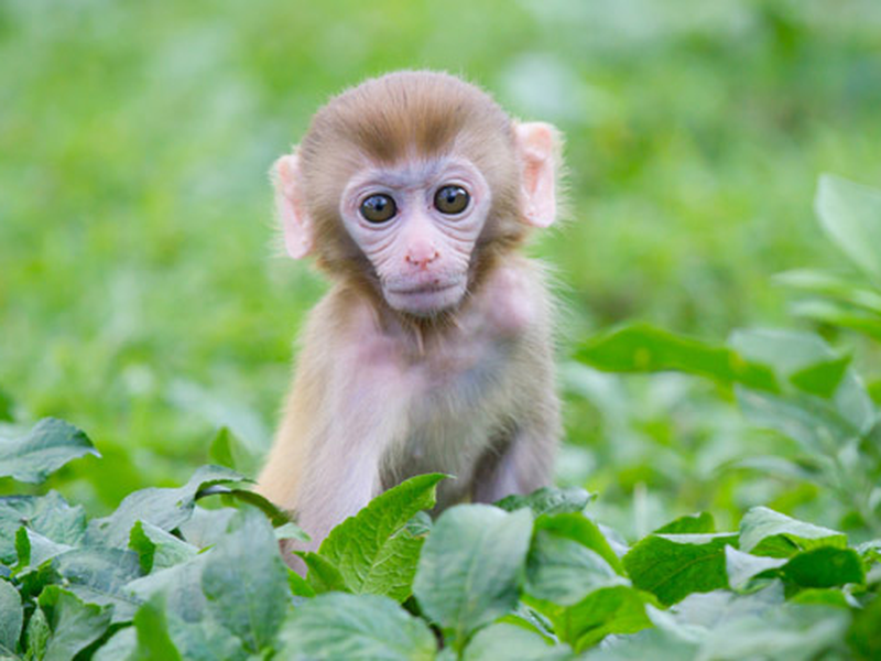 Foto 3 de Tensai! Shimura Dōbutsuen