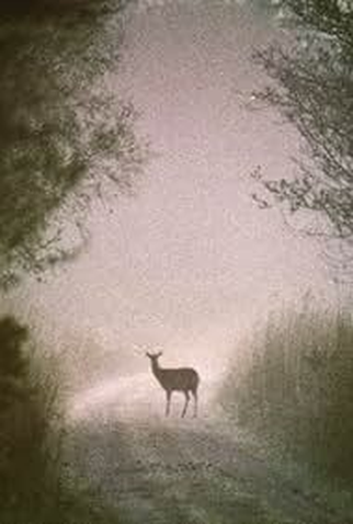 Poster 1 de Curta Oisin (1970)