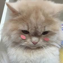 Foto de perfil de giu