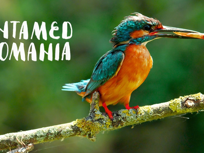 Foto 4 de Untamed Romania