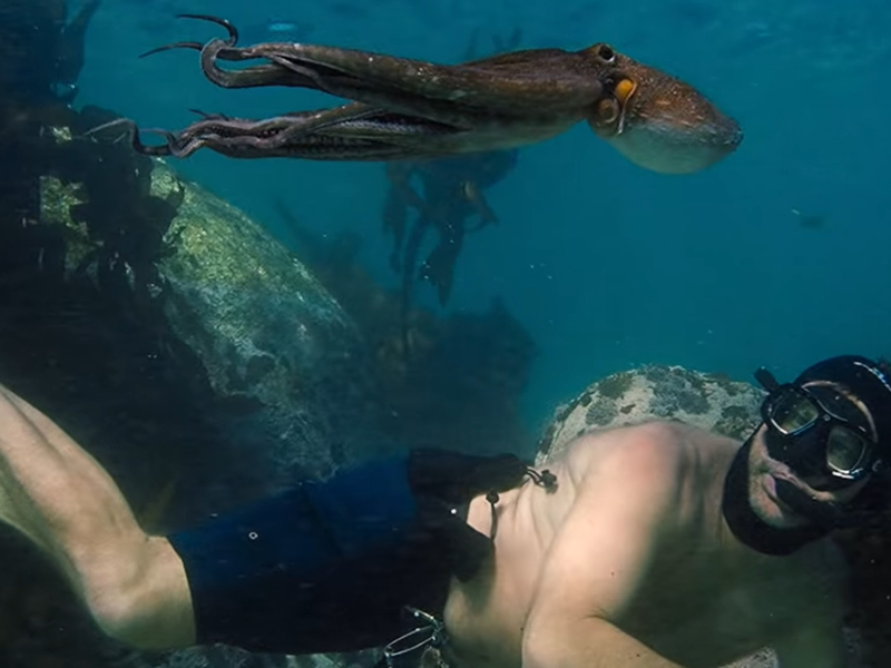 Foto 8 de Professor Polvo