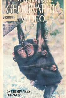 National Geographic Vídeo - Os Chipanzés Selvagens - Poster / Capa / Cartaz - Oficial 1
