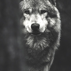 Foto de perfil de Gaspar Santos