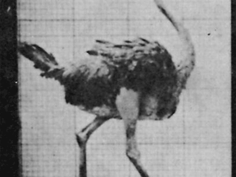 Foto 1 de Ostrich Walking