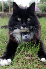 A Vida Secreta dos Gatos (Secret Life Of Cats)