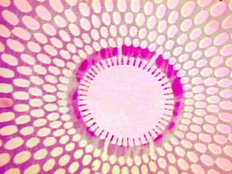 Foto 1 de Intermittent Delight