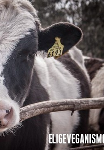 Os Órfãos do Leite (Huérfanos de la leche: la industria de los lácteos en Chile)