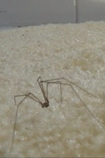 Coven of the Heathenites (Coven of the Heathenites)