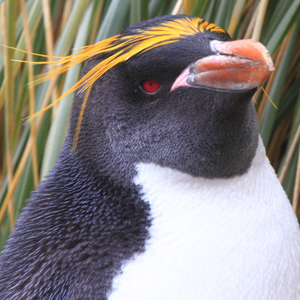 Foto de perfil de wellington de siqueira