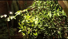 Trailer - Poço Verde: A Terra das Algarobeiras