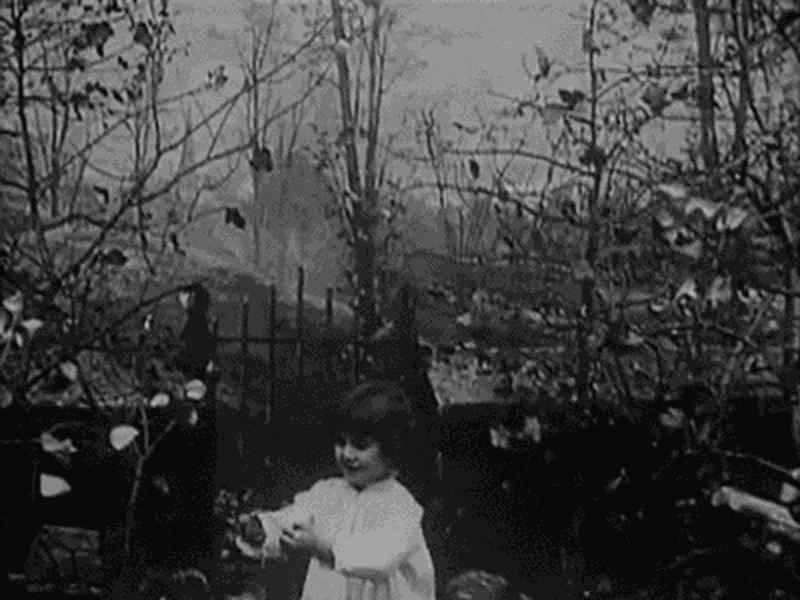 Foto 1 de O Cair das Folhas