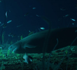 Jurassic Shark
