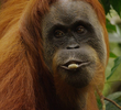 O Paraíso dos Orangotangos