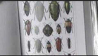 Besouros e Seu Mundo - Beetles and There World (1)