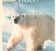 National Geographic Vídeo - O Urso Polar