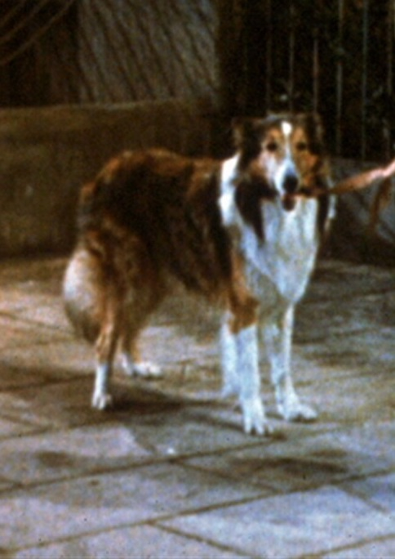 Pete The Dog - Foto 1