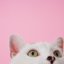 Foto de perfil de Fran