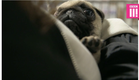 Pumpkin the Pug - The Cost of Cute: The Dark Side of the Puppy Trade - BBC Three