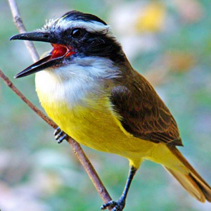 Foto de perfil de Te-vi
