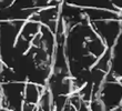 Palimpsest Palindrome