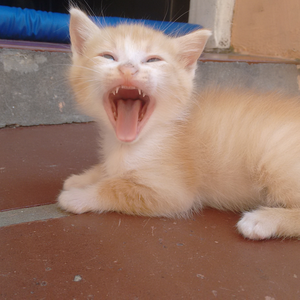 Foto de perfil de Marcius