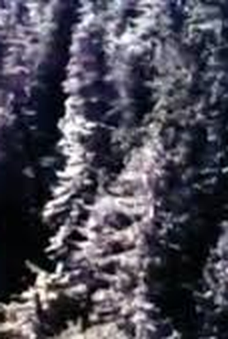 Poster 3 de Curta The Redwoods (1967)