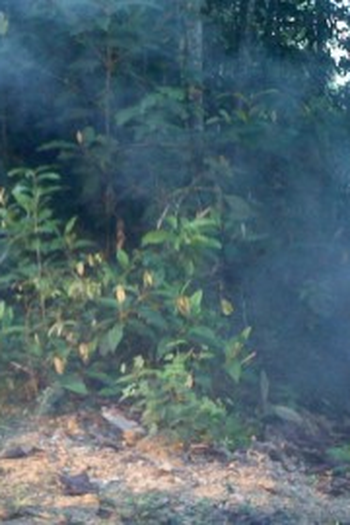 Poster de Curta Cachoeira (2010)