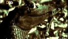 National Geographic   Ataque Animal   Crocodilo Documentário Completo and Dublado