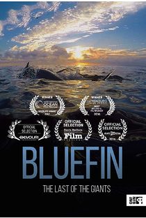 Bluefin - Poster / Capa / Cartaz - Oficial 1