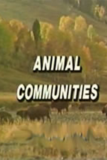 Poster de Curta Animais em Comunidades (1998)